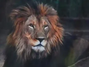 wild animal photography