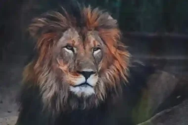wild animal photography
