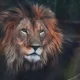 wild animal photography