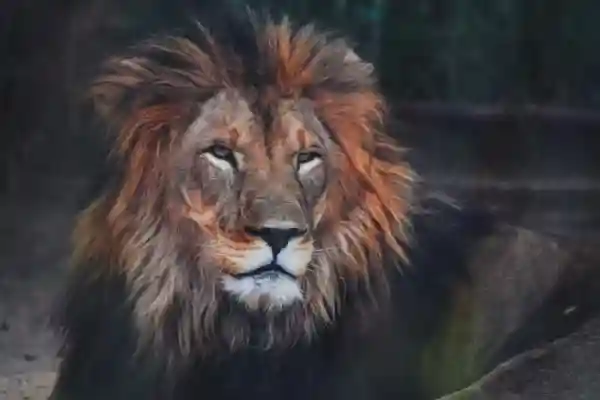 wild animal photography